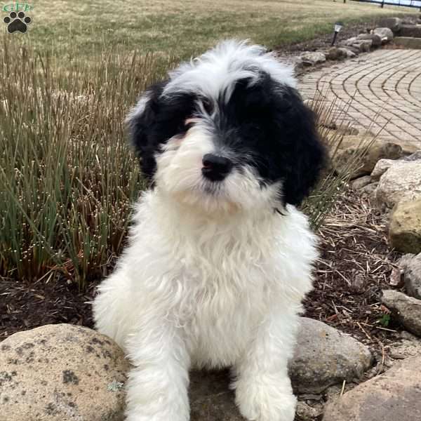 Oliver, Portuguese Water Dog Puppy