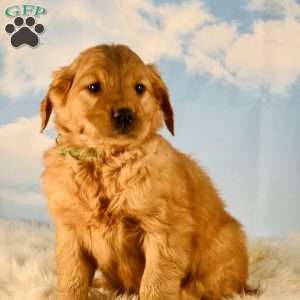 Holly, Golden Retriever Puppy
