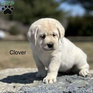 Clover, Yellow Labrador Retriever Puppy