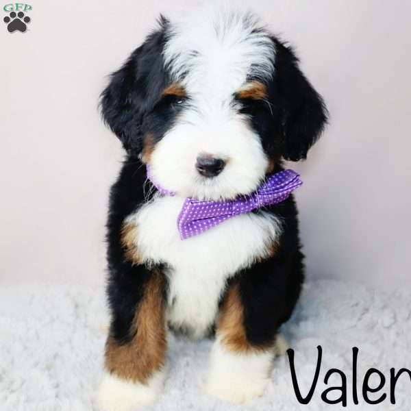 Valentino, Mini Bernedoodle Puppy