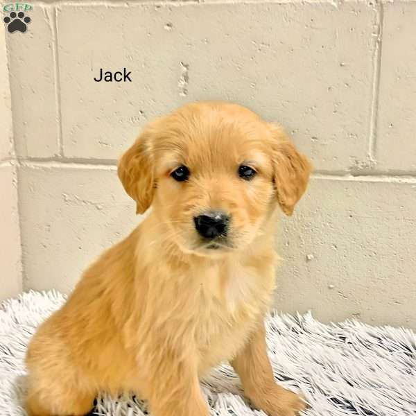 Jack, Golden Retriever Puppy