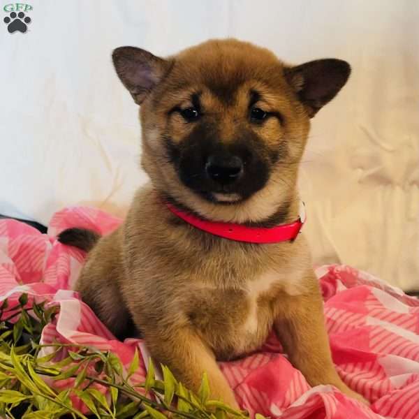 Valentine, Shiba Inu Puppy