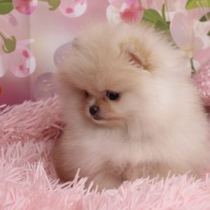 AllstarPoms,  Breeder