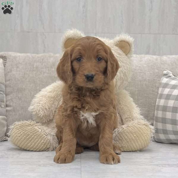 Karie, Goldendoodle Puppy