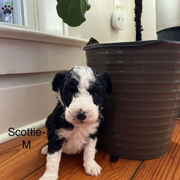 Scottie, Miniature Aussiedoodle Puppy