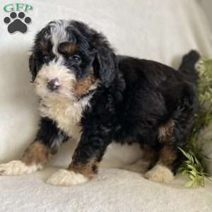 Biscuit, Mini Bernedoodle Puppy