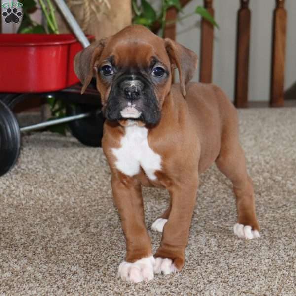 Rainey, Boxer Puppy