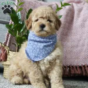 Mini Koby, Mini Goldendoodle Puppy