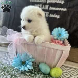 Easter, Siberian Husky Mix Puppy
