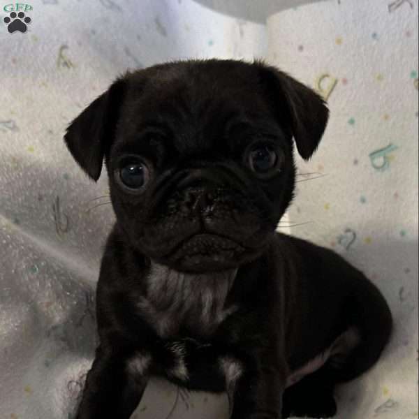 Jinx, Pug Puppy