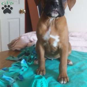 Bella, Boxer Puppy