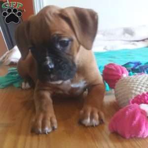 Bella, Boxer Puppy