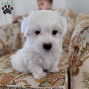 Coton de Tulear Puppies for Sale | Greenfield Puppies