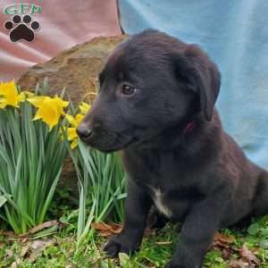 Labrador Mix Puppies For Sale | Greenfield Puppies