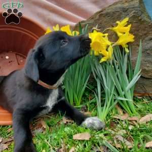 Buttercup, Labrador Mix Puppy