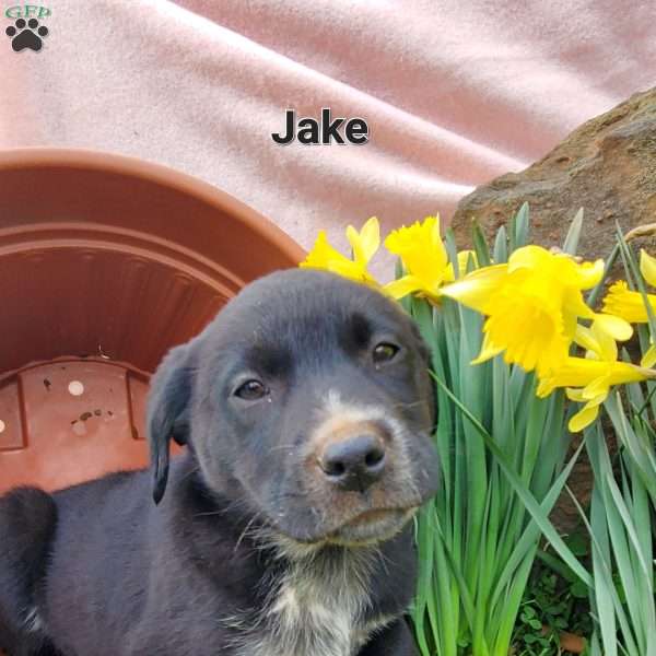 Jake, Labrador Mix Puppy