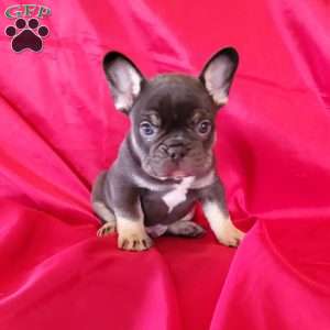 Frenchton Puppies for Sale | Greenfield Puppies