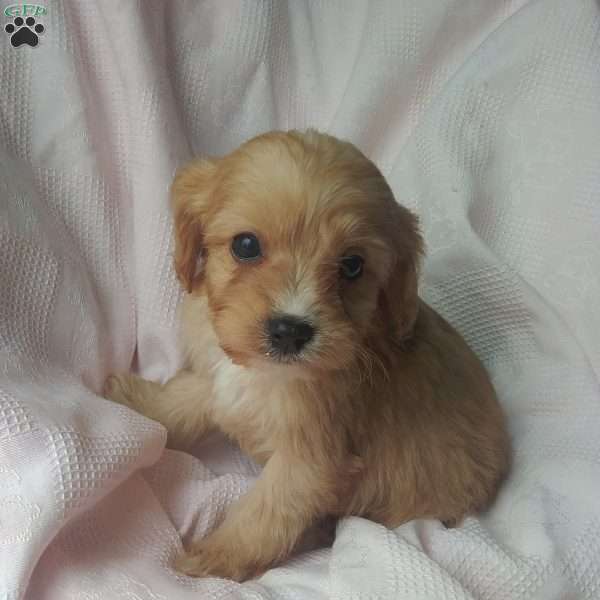 Alexa, Cavapoo Puppy