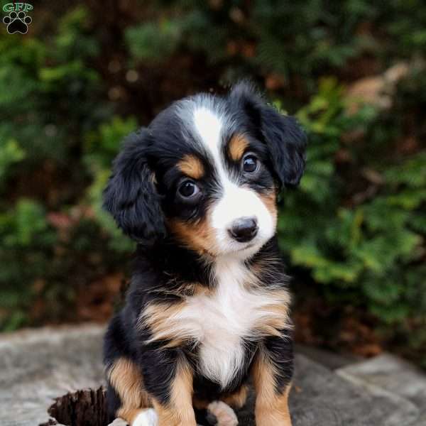 Jolene, Mini Bernedoodle Puppy