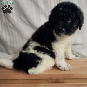 Jasper, Mini Labradoodle Puppy