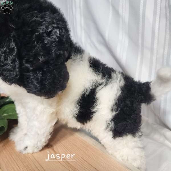 Jasper, Mini Labradoodle Puppy