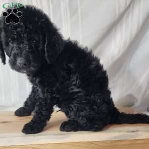 Bear, Mini Labradoodle Puppy