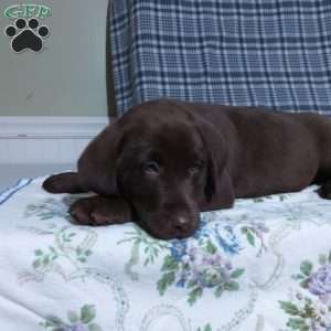 Jimmy, Chocolate Labrador Retriever Puppy