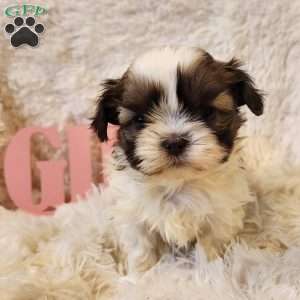 Shih Tzu Puppies For Sale | Greenfield Puppies