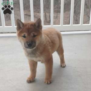 Shiba Inu Puppies For Sale | Greenfield Puppies