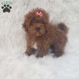 Izzy F1b, Cavapoo Puppy