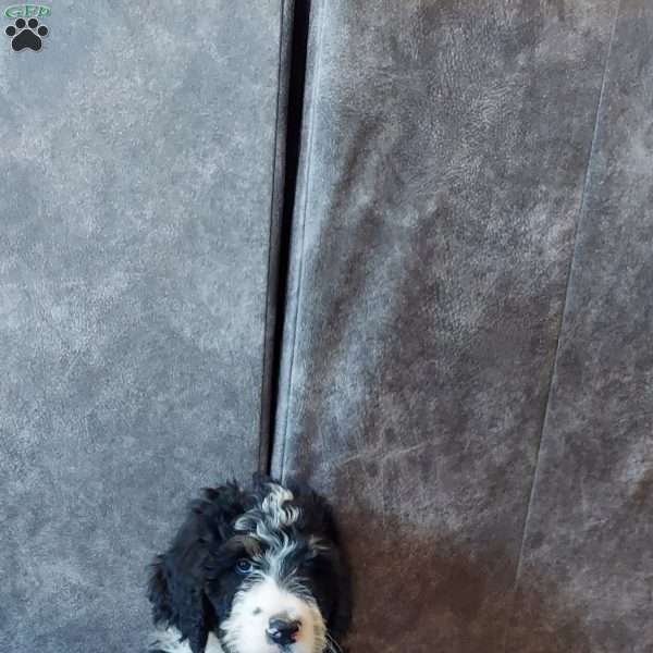 Milo, Bernedoodle Puppy