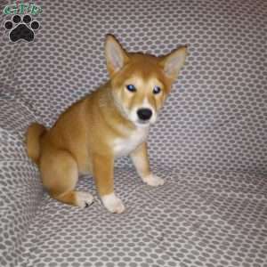 Shiba Inu Puppies For Sale | Greenfield Puppies