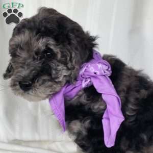 Lilac, Mini Labradoodle Puppy