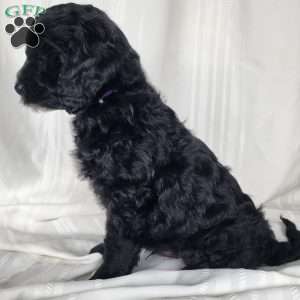 Ollie, Mini Labradoodle Puppy