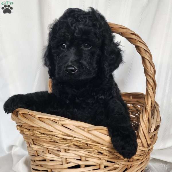 Chub, Mini Labradoodle Puppy
