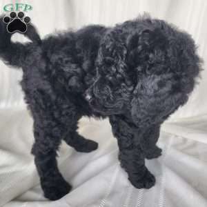 Chub, Mini Labradoodle Puppy