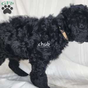 Chub, Mini Labradoodle Puppy