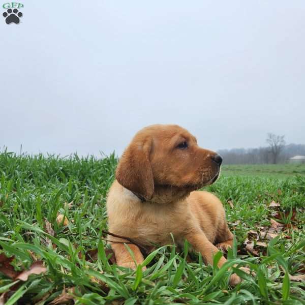 Bailey, Fox Red Labrador Retriever Puppy