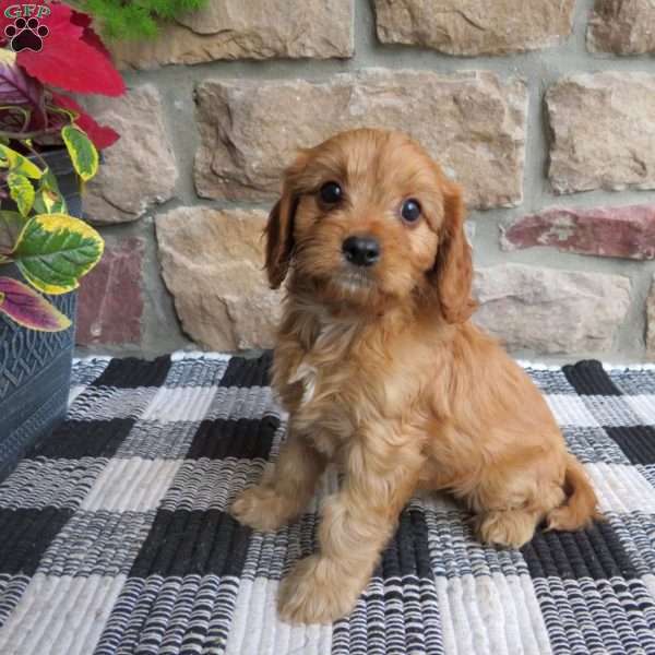 Bailey, Cavalier King Charles Mix Puppy