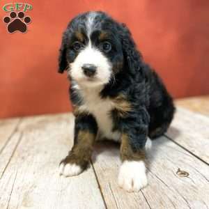 Rita, Mini Bernedoodle Puppy