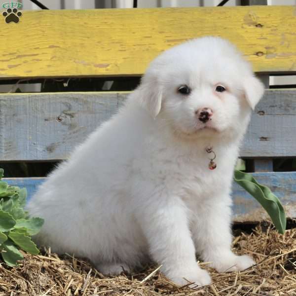 Marcia, Great Pyrenees Puppy