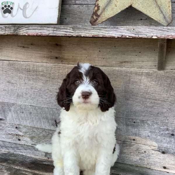 Penny, Newfypoo Puppy