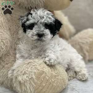 Jada, Miniature Poodle Puppy