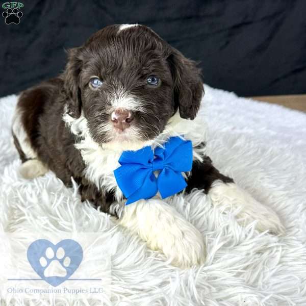 Bliss, Portuguese Water Dog Puppy