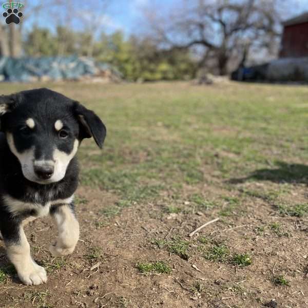 Blaze, Border Collie Mix Puppy