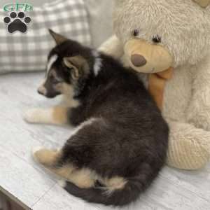 Nash, German Shepherd Mix Puppy