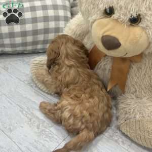 Rio, Cavapoo Puppy