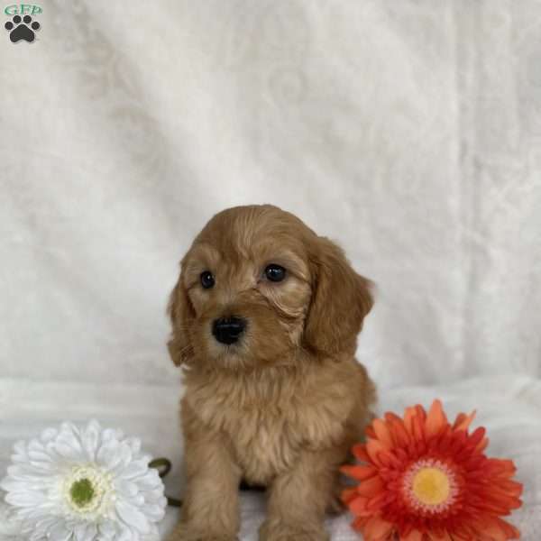 Sunny, Mini Goldendoodle Puppy