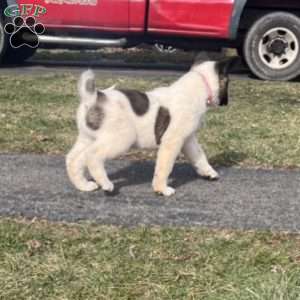 Akita Puppies for Sale | Greenfield Puppies