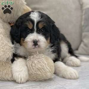 Sheba, Mini Bernedoodle Puppy